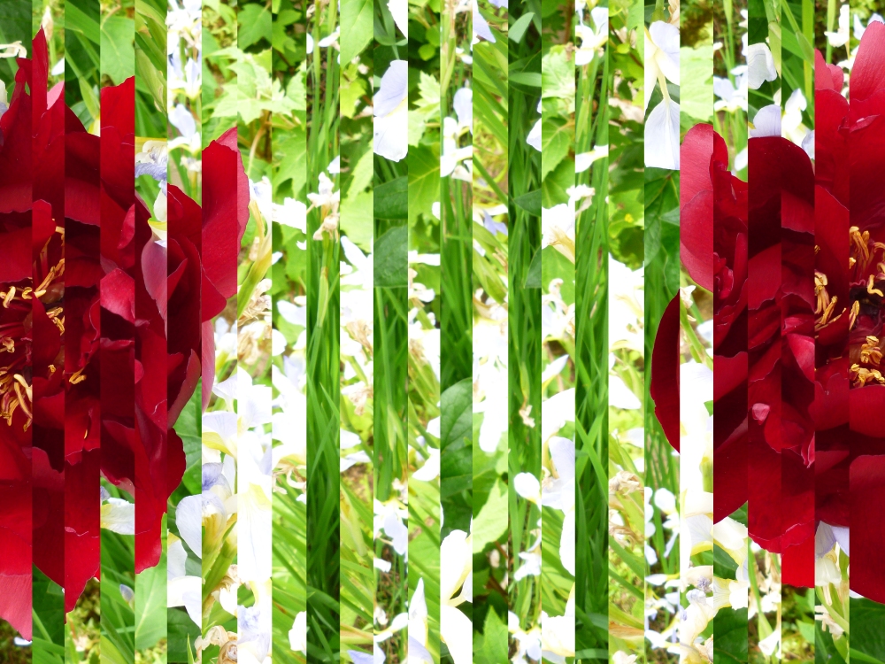 Reconstituted Plantscape 13 - Herefordshire Gemini Rose