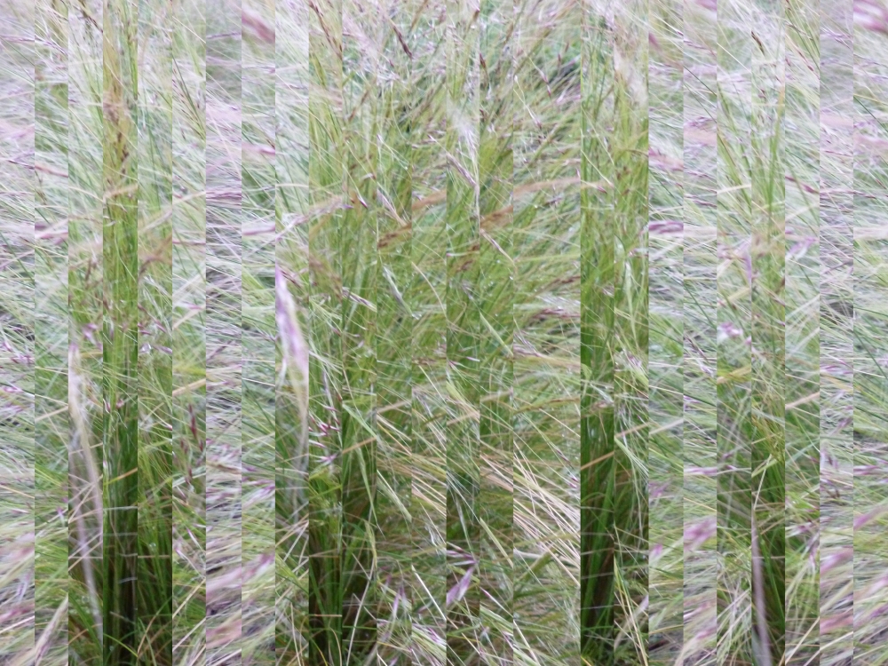 Reconstituted Plantscape 14 - Cutty Sark Grasses v1