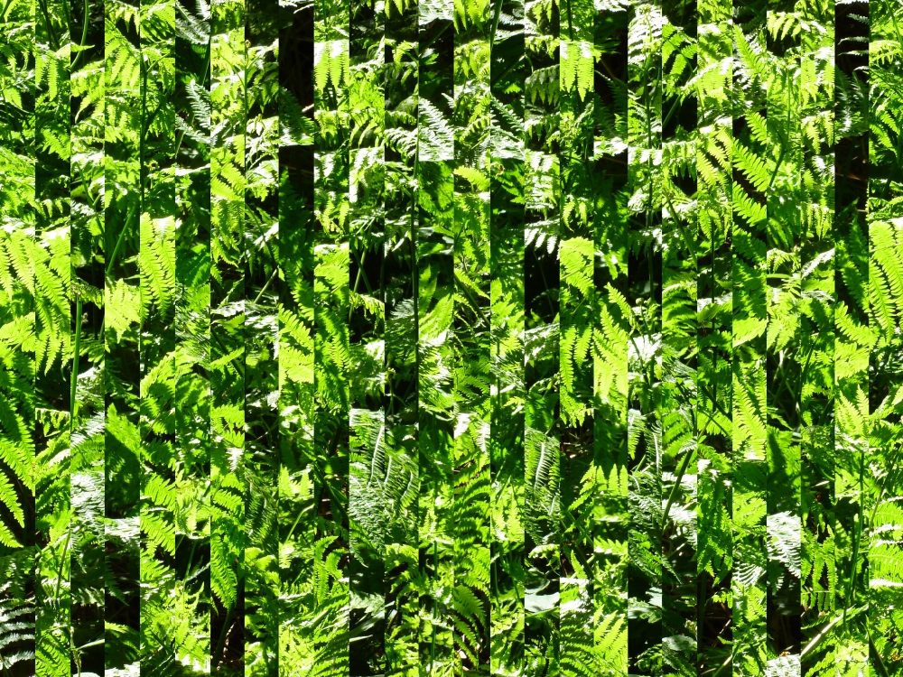 Reconstituted Plantscape 17 - Kentish Fern Cluster.jpg